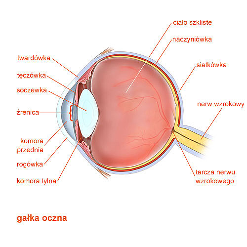anatomia narządów dodatkowych gałki ocznej
