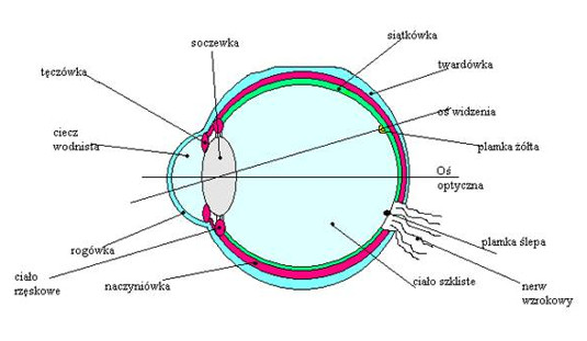 anatomiczna budowa oka